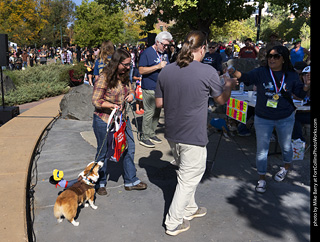 2024 Tour de Corgi - contest