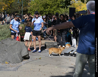 2024 Tour de Corgi - contest