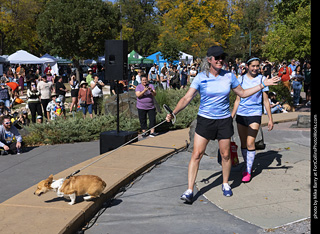 2024 Tour de Corgi - contest