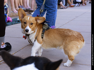 2024 Tour de Corgi - tour