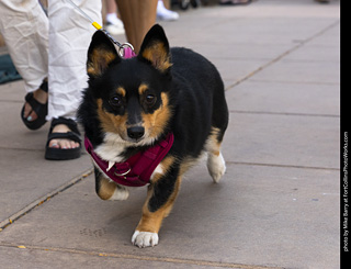 2024 Tour de Corgi - tour