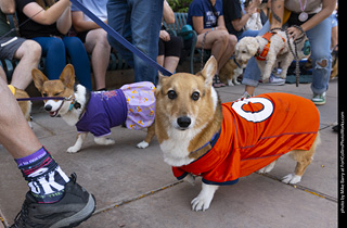 2024 Tour de Corgi - tour