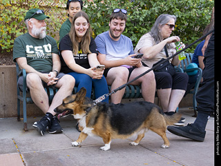 2024 Tour de Corgi - tour