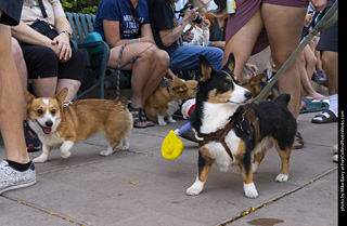 2024 Tour de Corgi - tour