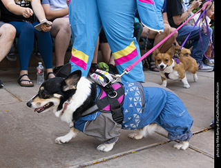 2024 Tour de Corgi - tour