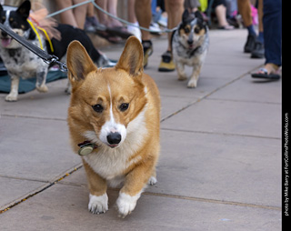 2024 Tour de Corgi - tour