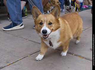 2024 Tour de Corgi - tour