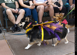 2024 Tour de Corgi - tour