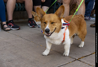 2024 Tour de Corgi - tour