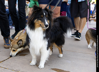 2024 Tour de Corgi - tour