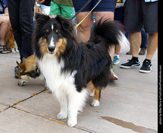 2024 Tour de Corgi - tour