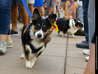 2024 Tour de Corgi - tour