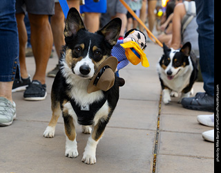 2024 Tour de Corgi - tour