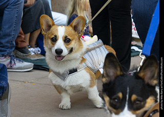 2024 Tour de Corgi - tour