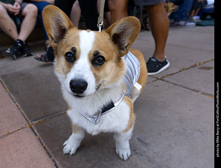 2024 Tour de Corgi - tour