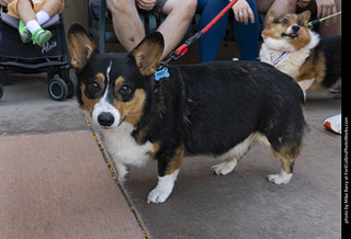 2024 Tour de Corgi - tour