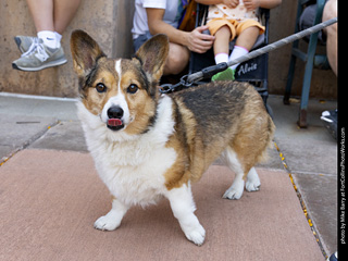 2024 Tour de Corgi - tour