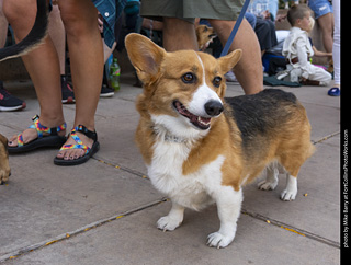 2024 Tour de Corgi - tour