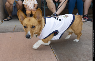 2024 Tour de Corgi - tour