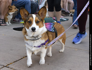 2024 Tour de Corgi - tour