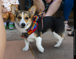 2024 Tour de Corgi - tour