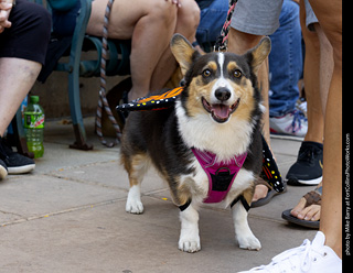 2024 Tour de Corgi - tour