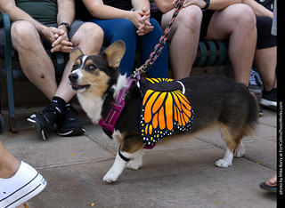 2024 Tour de Corgi - tour