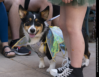 2024 Tour de Corgi - tour