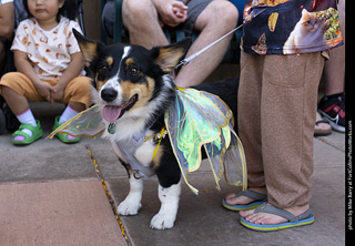 2024 Tour de Corgi - tour