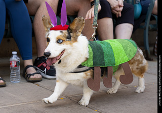 2024 Tour de Corgi - tour