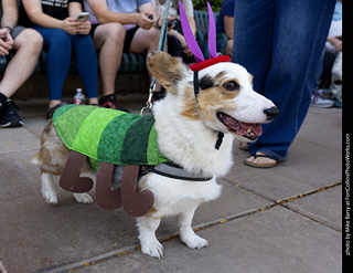 2024 Tour de Corgi - tour