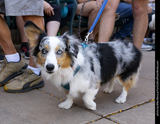 2024 Tour de Corgi - tour