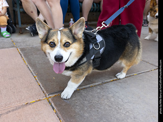 2024 Tour de Corgi - tour