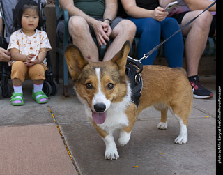 2024 Tour de Corgi - tour