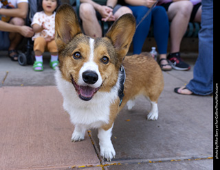 2024 Tour de Corgi - tour