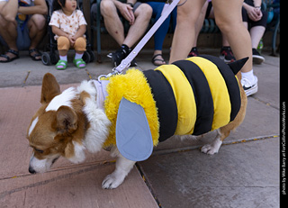 2024 Tour de Corgi - tour