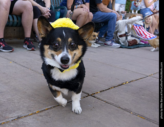 2024 Tour de Corgi - tour