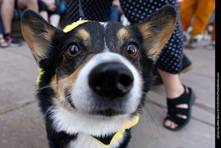 2024 Tour de Corgi - tour