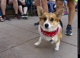 2024 Tour de Corgi - tour