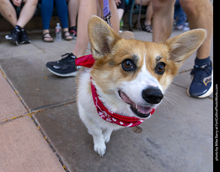 2024 Tour de Corgi - tour