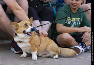 2024 Tour de Corgi - tour