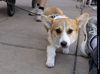 2024 Tour de Corgi - tour