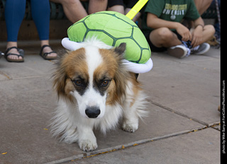 2024 Tour de Corgi - tour