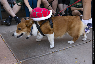 2024 Tour de Corgi - tour