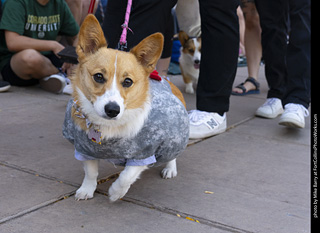 2024 Tour de Corgi - tour