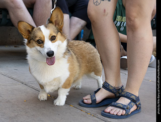 2024 Tour de Corgi - tour