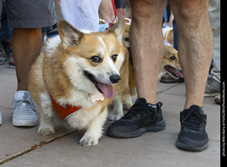 2024 Tour de Corgi - tour