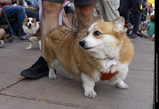 2024 Tour de Corgi - tour