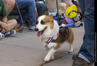 2024 Tour de Corgi - tour