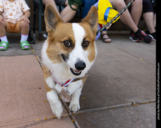 2024 Tour de Corgi - tour